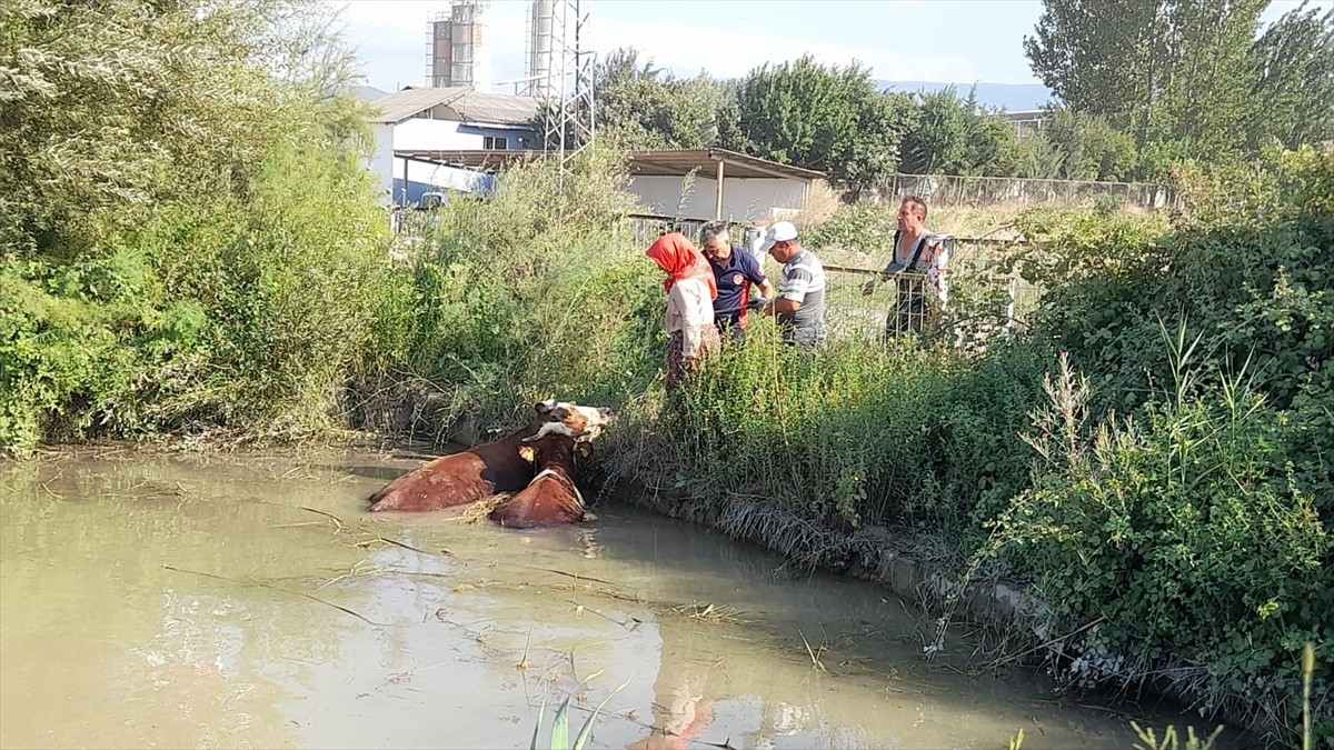 Tokat’ın Erbaa ilçesinde, gölete düşen 3 inek itfaiye ekiplerince kurtarıldı.