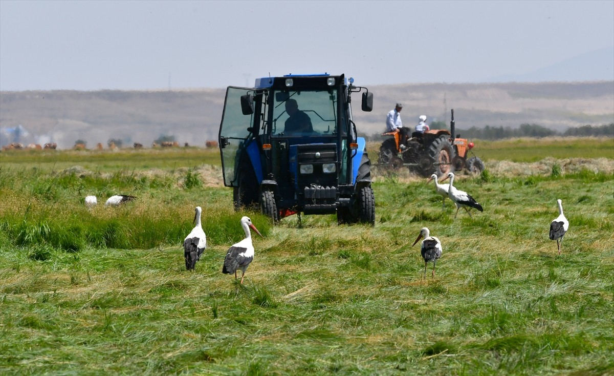 Türkiye'nin kış mevsiminin uzun ve çetin geçtiği Kars'a ilkbaharda gelen leylekler, hasat zamanı...