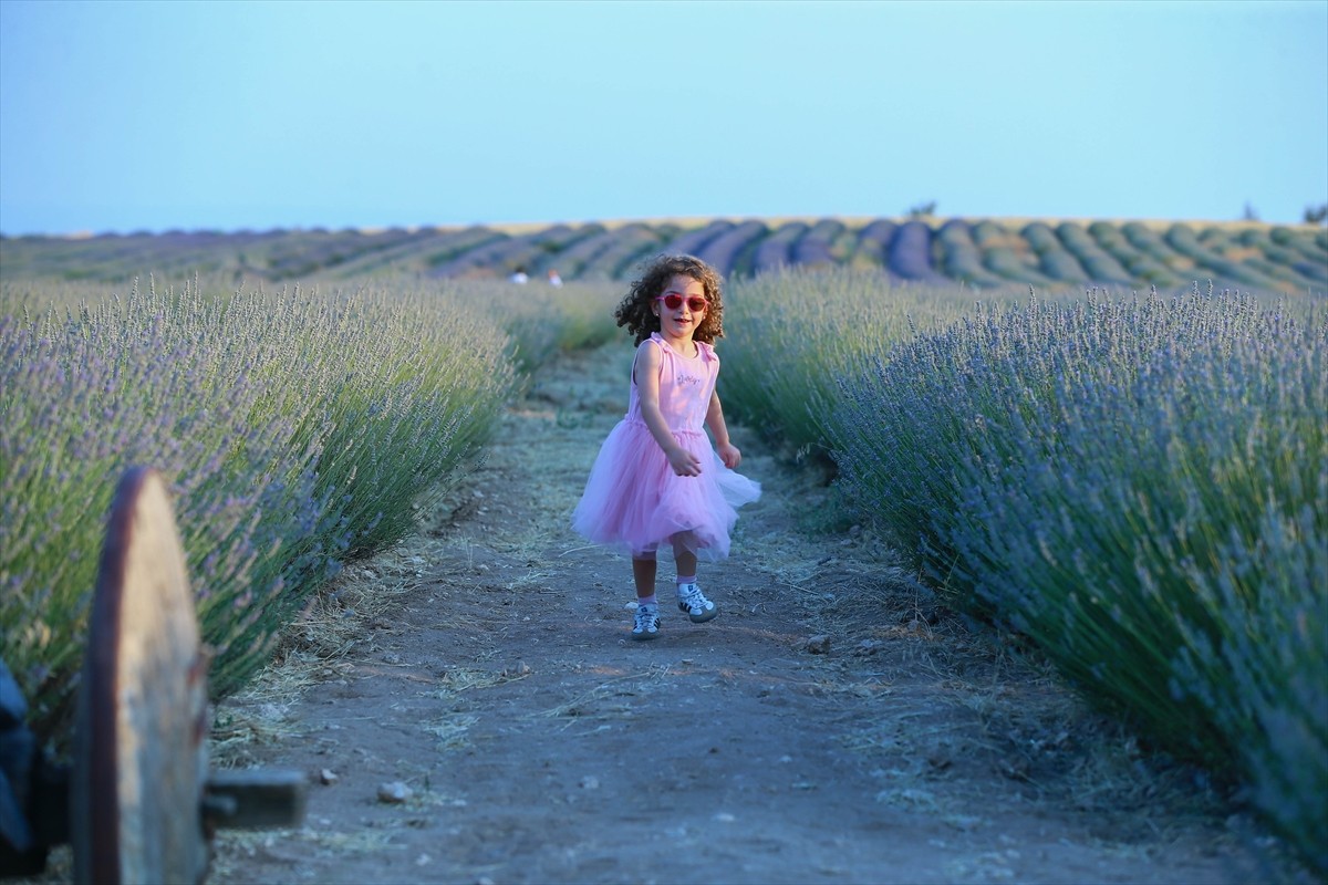 Uşak'ta 2018 yılında devletin fide desteğiyle 55 dekarlık bahçede başlayan lavanta üretimi...
