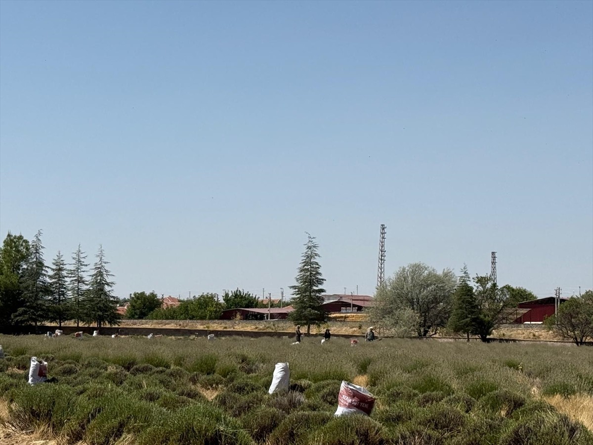 Afyonkarahisar'ın Evciler ilçesinde köylüler tarafından ortak yetiştirilen lavantanın geliri köyün...