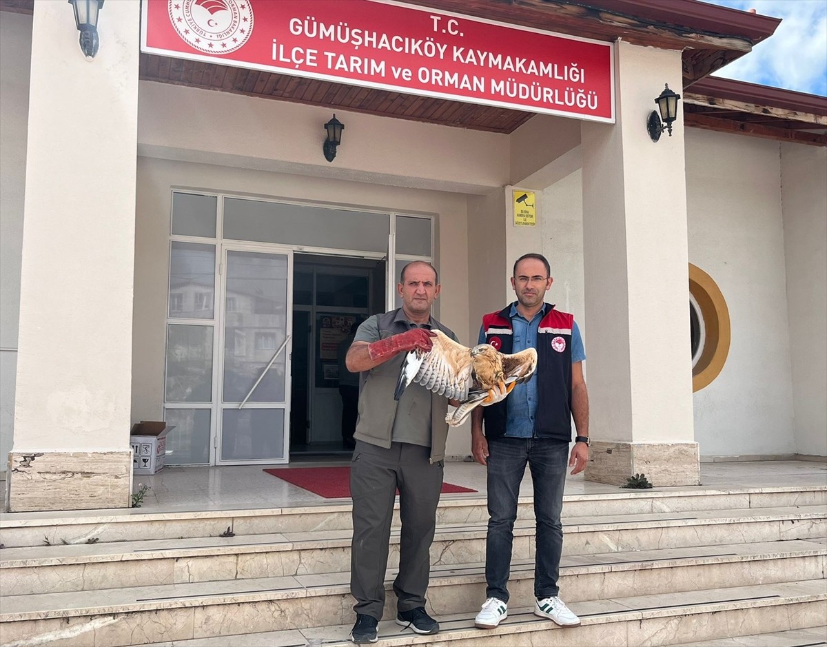 Amasya'nın Gümüşhacıköy ilçesinde yaralı halde bulunan şahin, tedavisinin ardından doğal yaşam...