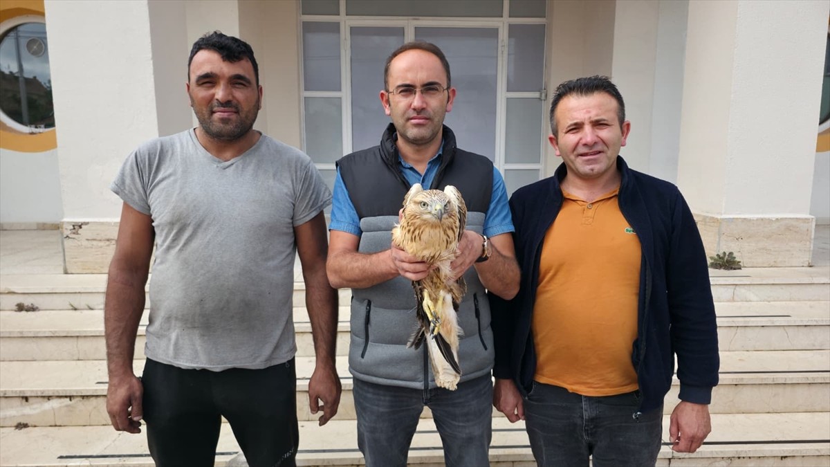 Amasya'nın Gümüşhacıköy ilçesinde yaralı halde bulunan şahin, tedavisinin ardından doğal yaşam...