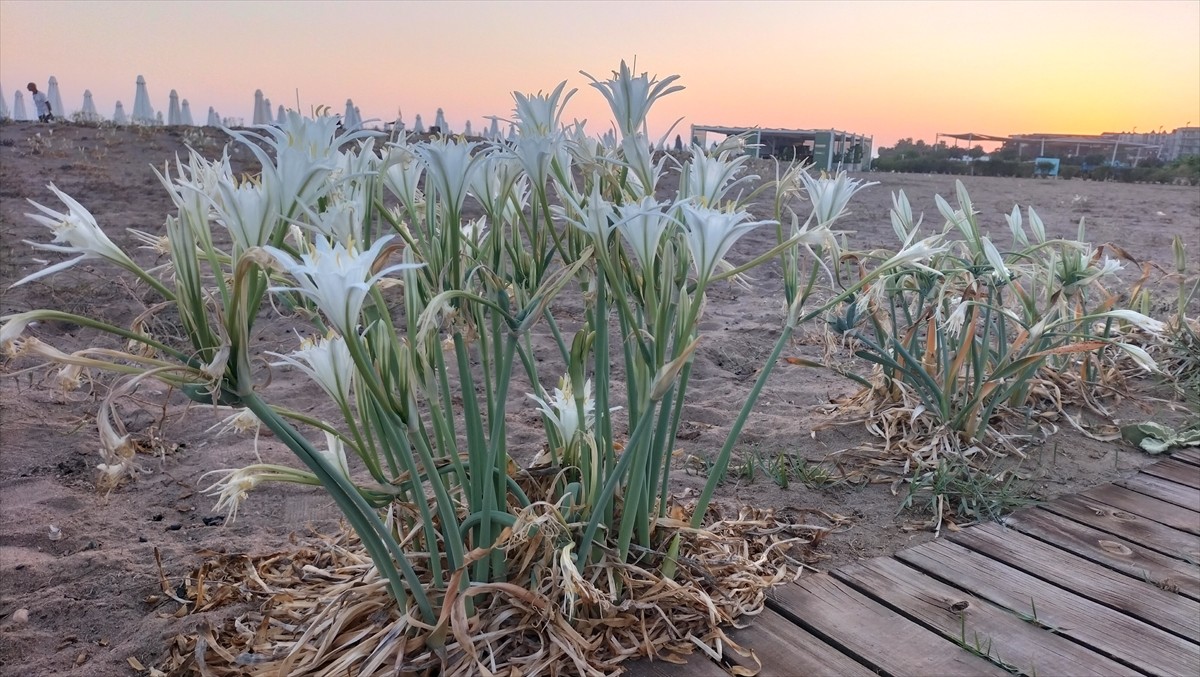 Antalya'nın Manavgat ilçesi sahilinde açan nesli tükenme tehdidi altındaki kum zambakları, yerli...