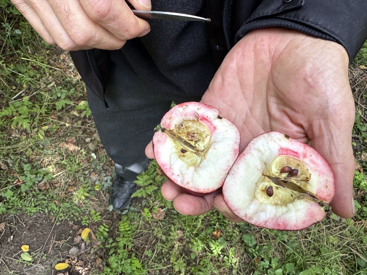 Ardahan'da üretilen ve olgunlaştığında içi de dışı gibi kırmızılaşan tescilli elmanın hasadına...