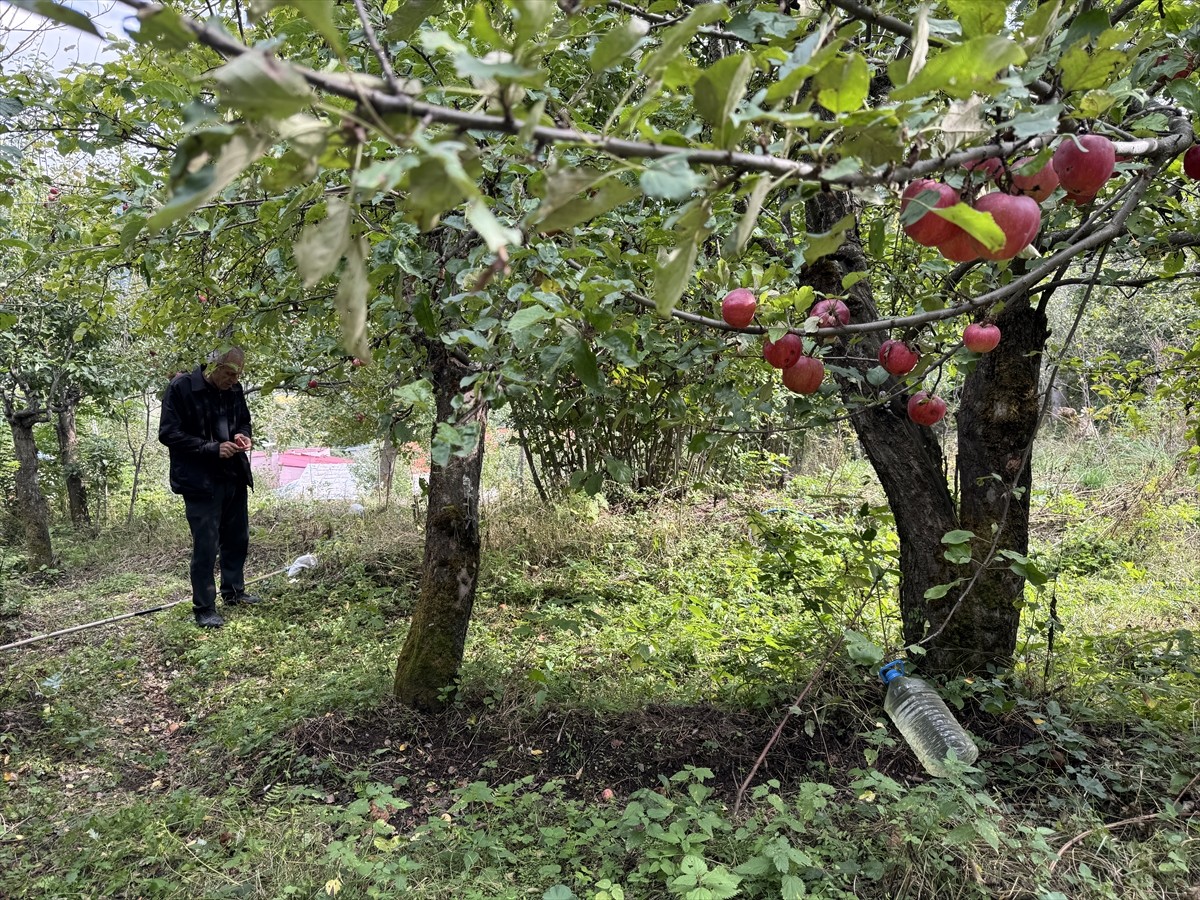 Ardahan'da üretilen ve olgunlaştığında içi de dışı gibi kırmızılaşan tescilli elmanın hasadına...