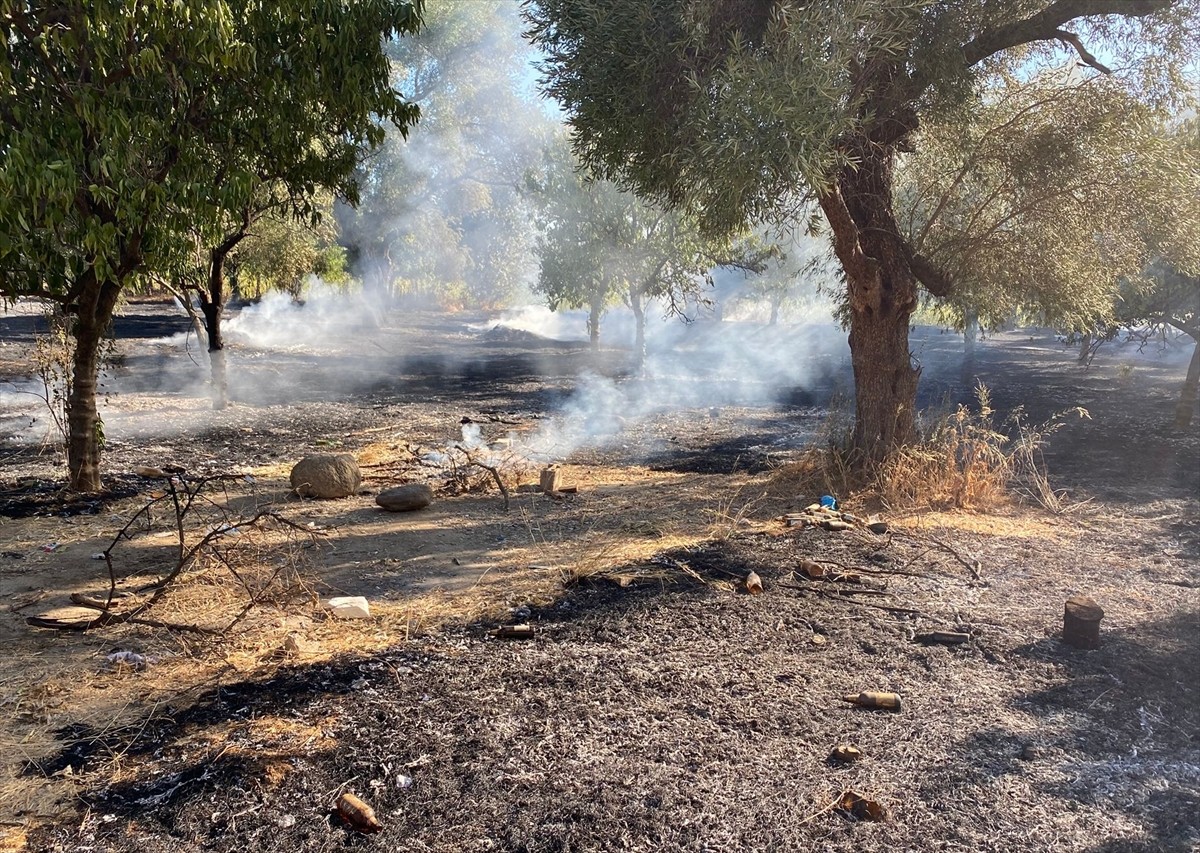 Aydın'ın Nazilli ilçesinde zeytinlik alanda çıkan yangın, havadan ve karadan müdahaleyle kontrol...