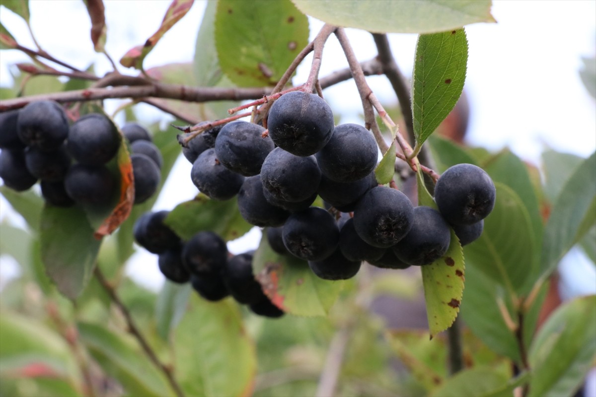 Bu yıl yaklaşık 250 ton rekolte beklenen Yalova'nın coğrafi işaretli ürünü aronyada hasat dönemi...