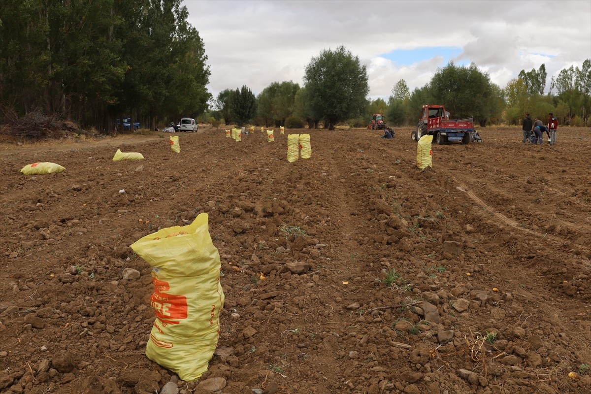 Çankırı'nın Orta ilçesine bağlı Dodurga beldesinde atıl arazide yetiştirilen patatesin hasadına...