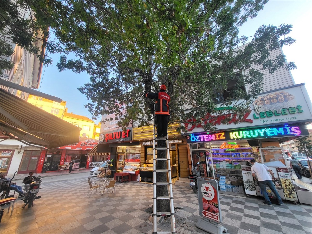 Çorum'un Sungurlu ilçesinde ağaçta mahsur kalan kedi itfaiye ekiplerince kurtarıldı