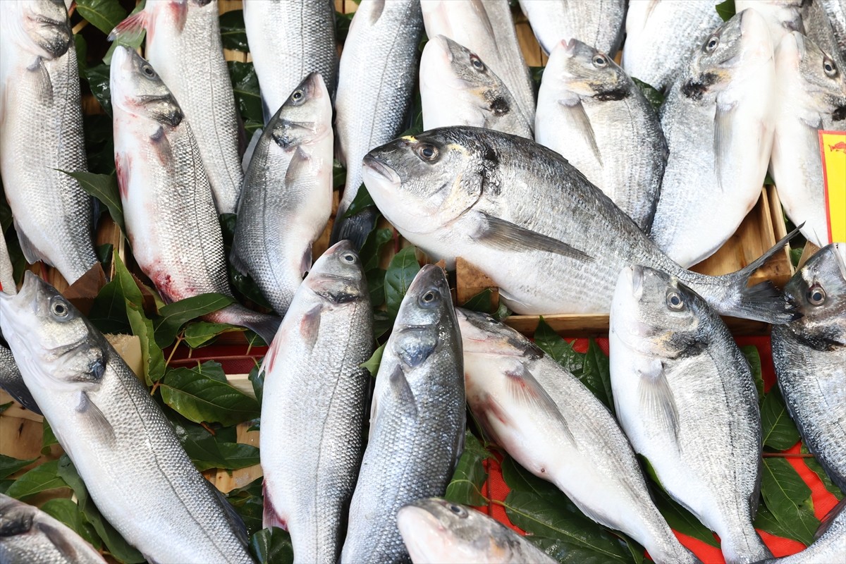 Denizlerde av yasağının sona ermesiyle denize açılan balıkçıların yakaladığı balıklar tezgahlarda...