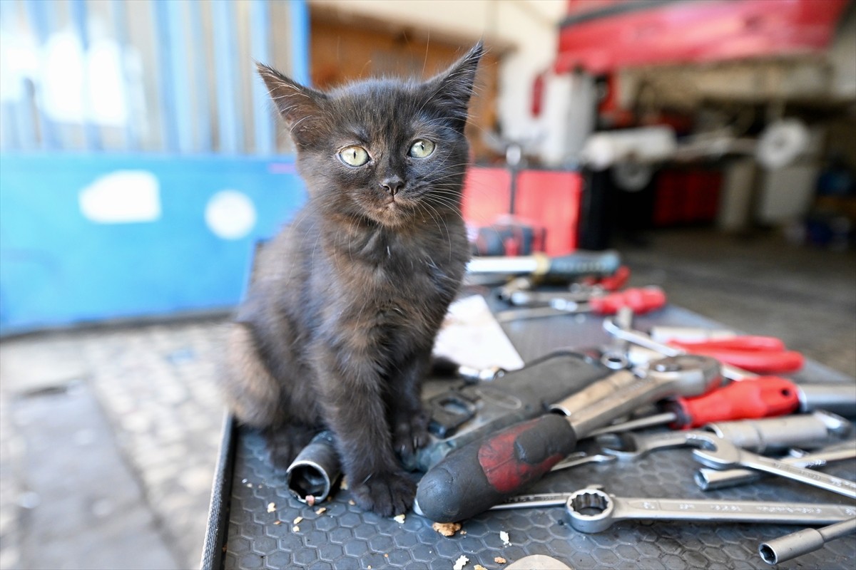 Düzce'de tamir için getirilen otomobilin motor kısmından çıkarılan kedi yavrusunun yeni yuvası...