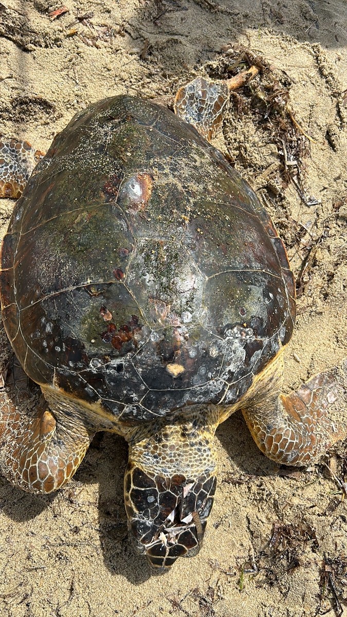 Edirne'nin Saros Körfezi kıyısında sahilde yaralı bulunan caretta caretta tedaviye alındı.