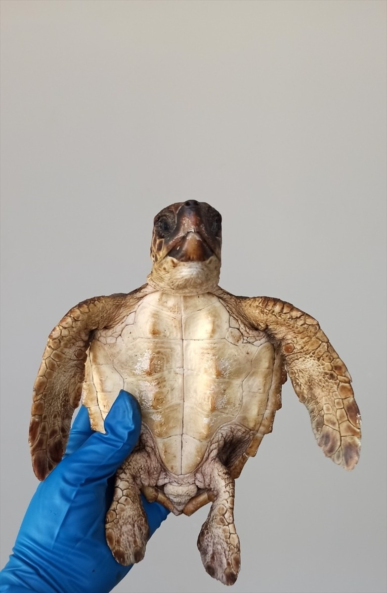 Hatay'ın Samandağ ilçesi sahilinde yaralı bulunan nesli tükenme tehlikesi altındaki 2 şahin gagalı...