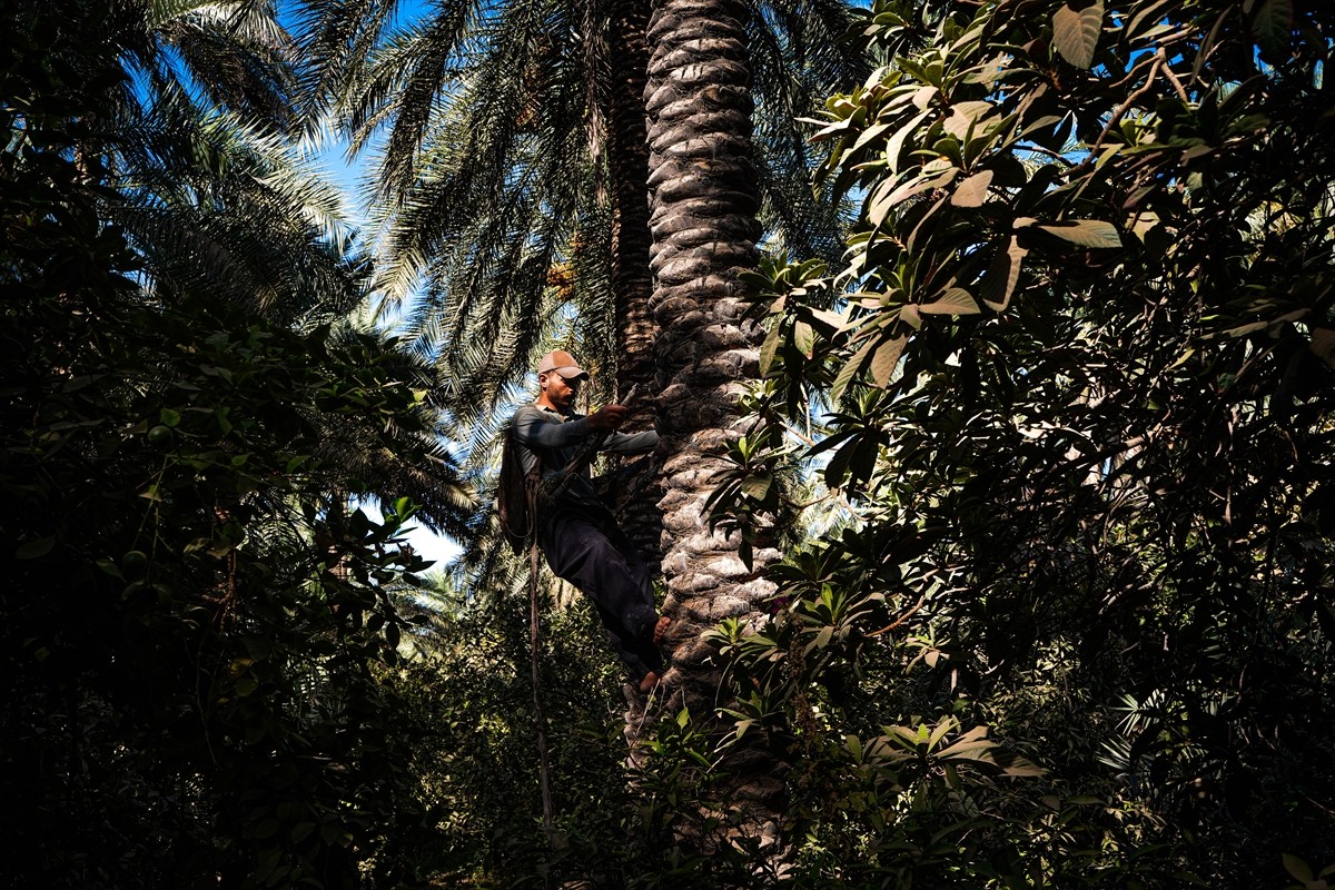 Irak'ta sıcaklıkların artmasıyla birlikte hurma hasadına başlandı. Ülkenin doğusundaki Diyala...