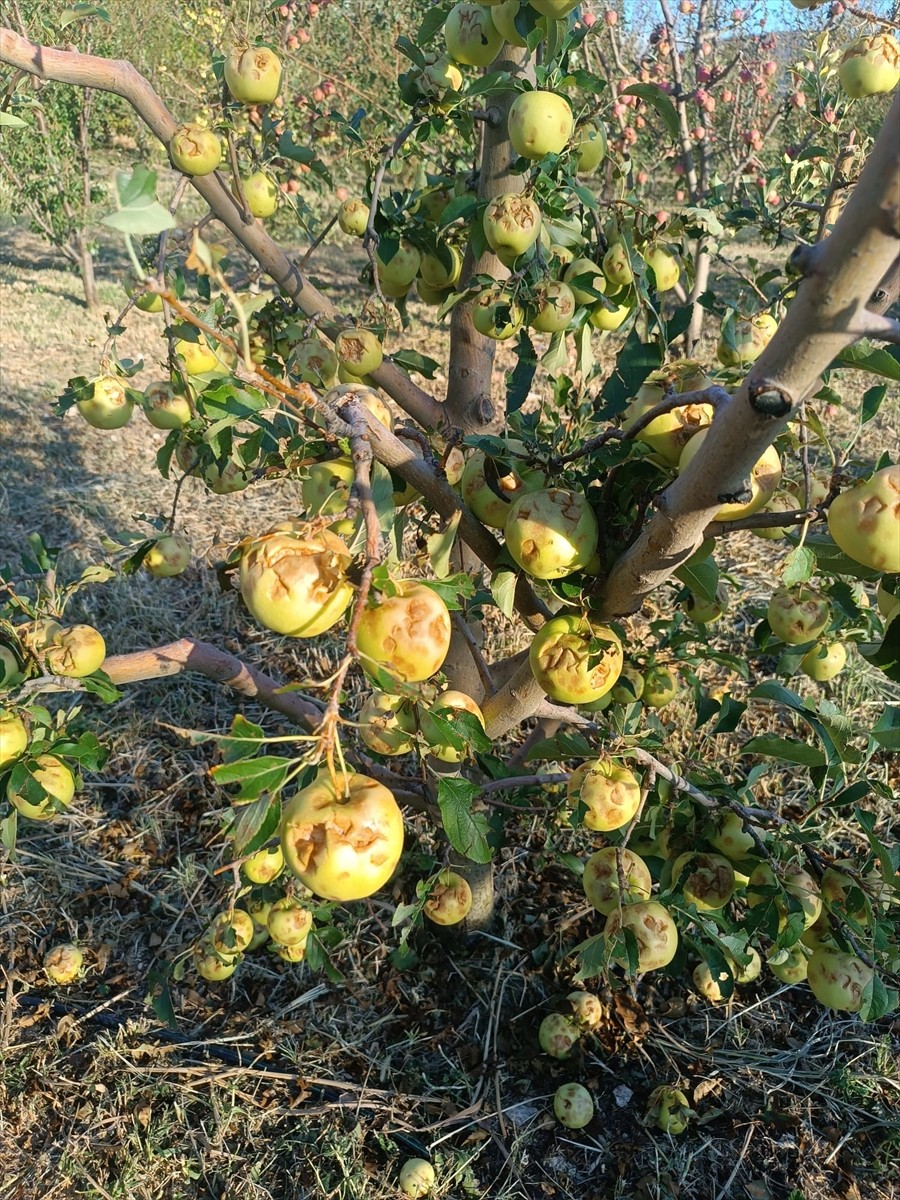 Isparta'nın Gelendost ilçesinde 5 bin dönüm arazide etkili olan dolu yağışı, üreticilerin...