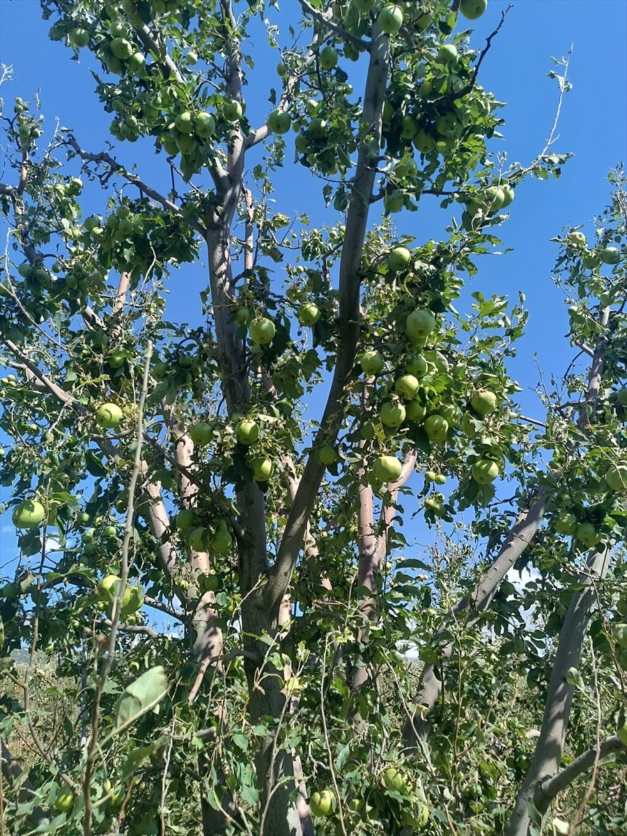 Isparta'nın Gelendost ilçesinde 5 bin dönüm arazide etkili olan dolu yağışı, üreticilerin...