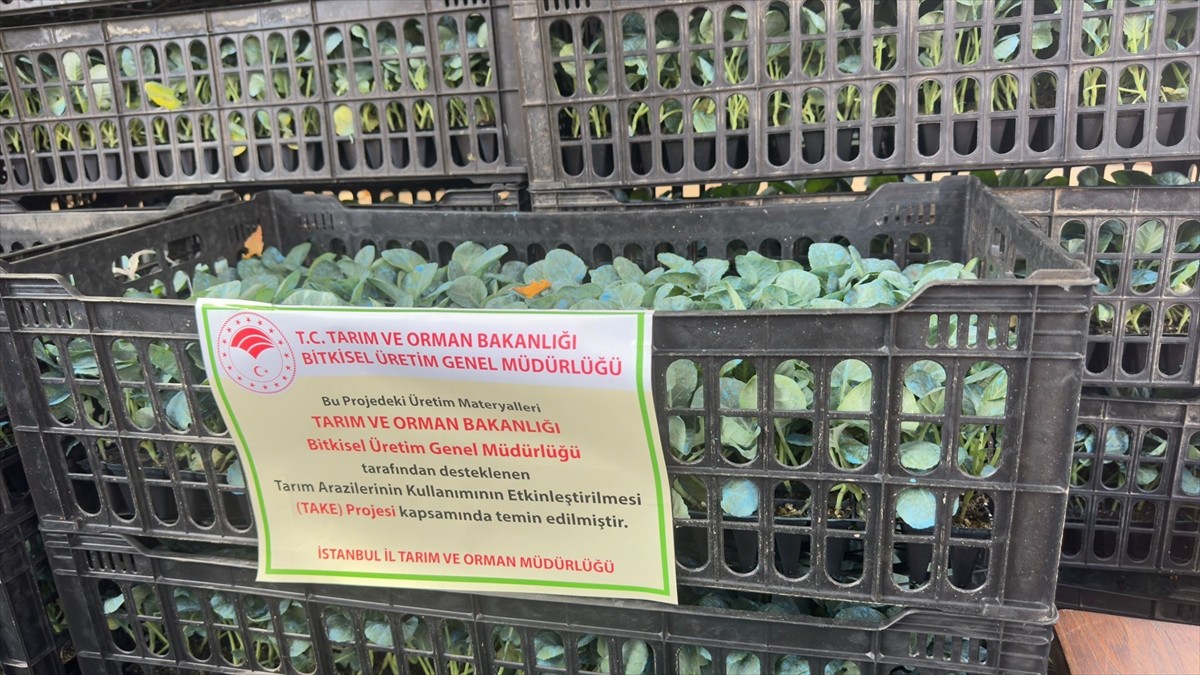 İstanbul Tarım ve Orman Müdürlüğünce, Sarıyer'de faaliyet gösteren 62 çiftçiye, 52 dekar alanda...