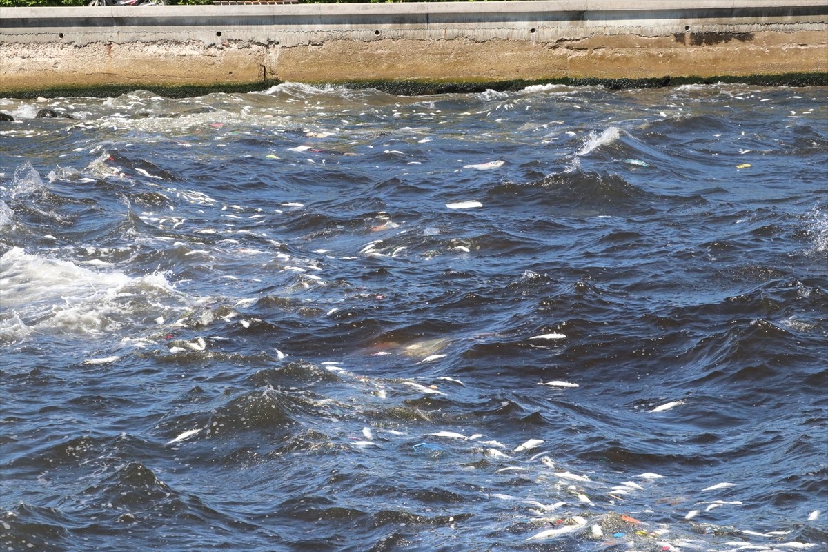 İzmir Körfezi Üçkuyular İskelesi yakınlarında çok sayıda ölü balık kıyıya vurdu.