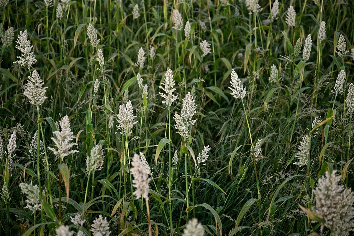 Kahramanmaraş'ın Türkoğlu ilçesinde çiftçiler, kuş yemi olarak kullanılan akdarıyı kuşlardan...