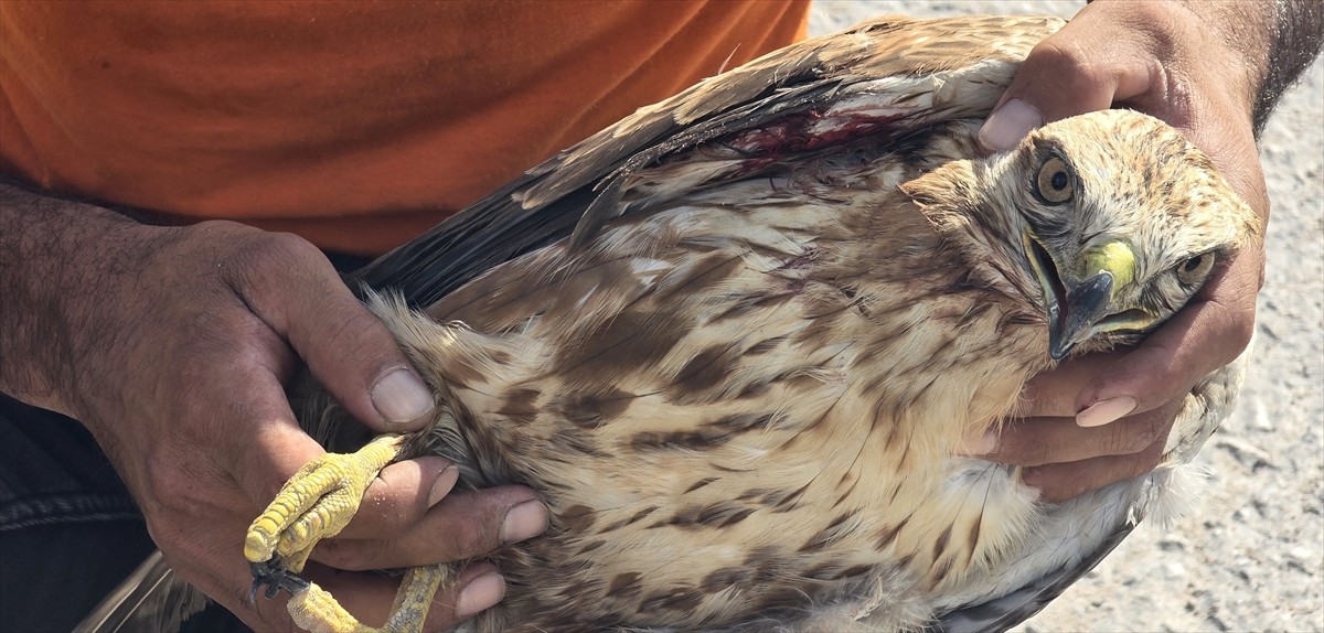 Karabük'te yaralı halde bulunan kızıl şahin, tedavisinin ardından doğal yaşam alanına...