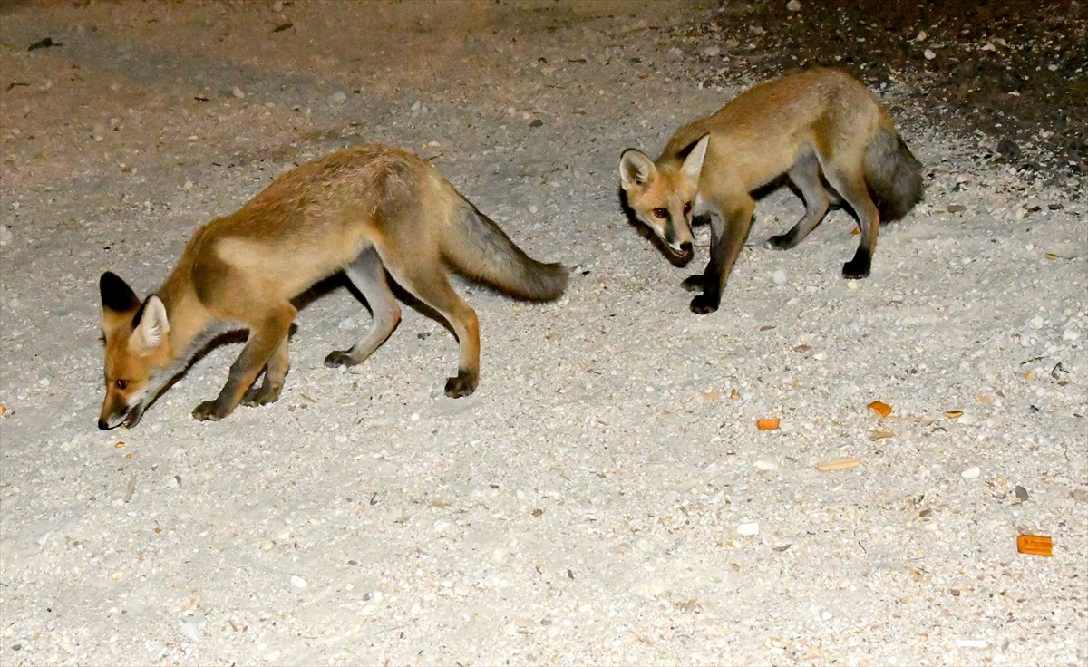 Kars'ta her akşam mahalleye inen 4 kızıl tilki yavrusu, mahalle sakinlerince besleniyor.