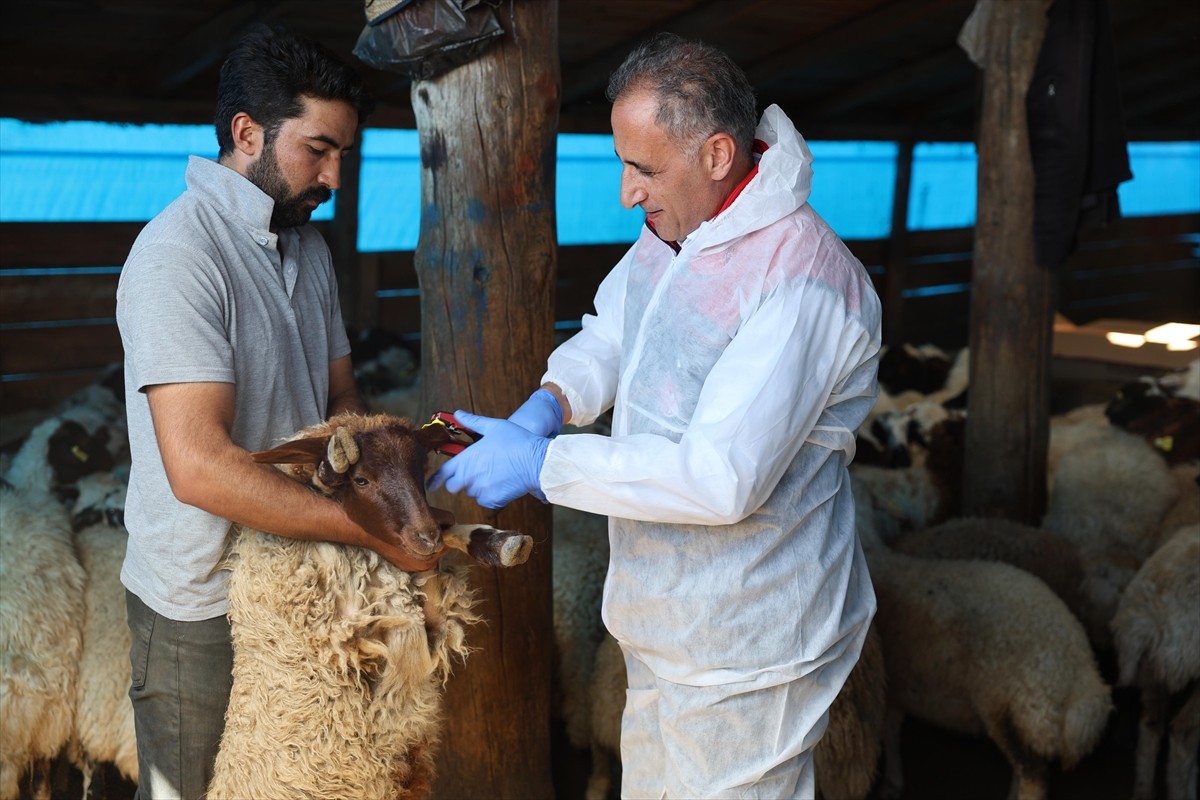 Kars'ta koyun ve keçilerin hastalıklardan korunması amacıyla başlatılan aşılama çalışmaları devam...