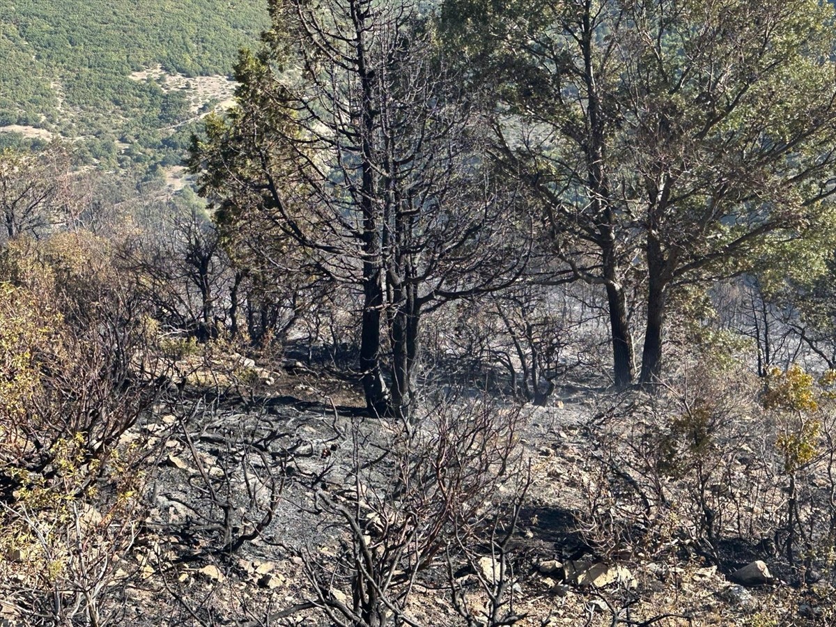 Konya'nın Akşehir ilçesinde ormanlık alanda çıkan yangın itfaiye ekiplerinin müdahalesiyle...