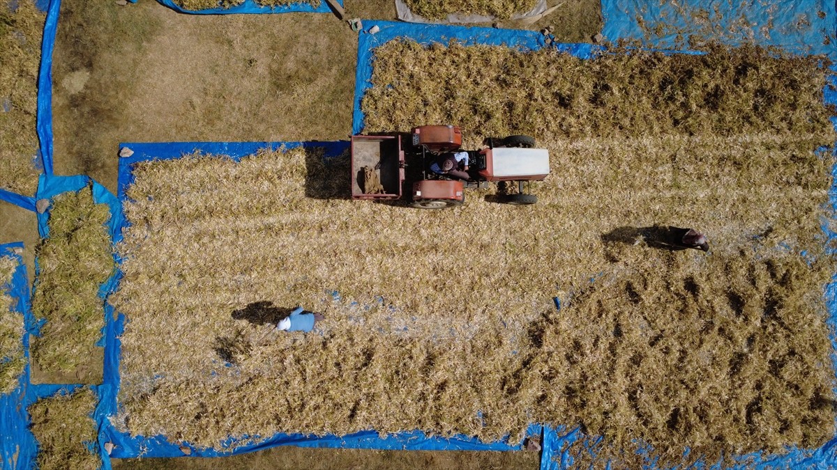 Manisa'nın Demirci ilçesinde yüksek rakımlı yaylalarda zirai ilaç kullanılmadan ve susuz tarım...