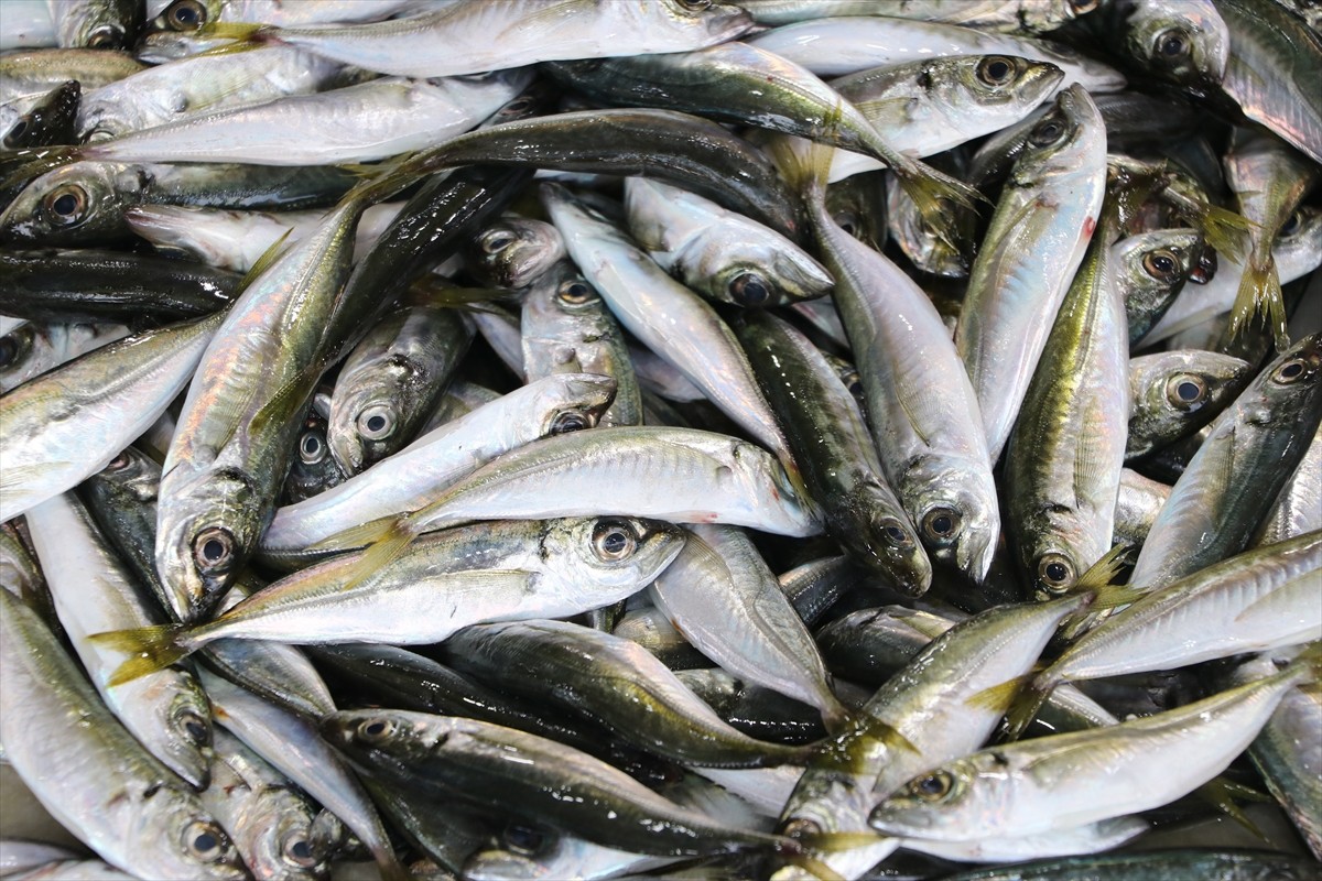 Marmara Denizi'nde avlanmayı sürdüren Tekirdağlı balıkçıların yüzü istavritle gülüyor. Balıkçı...