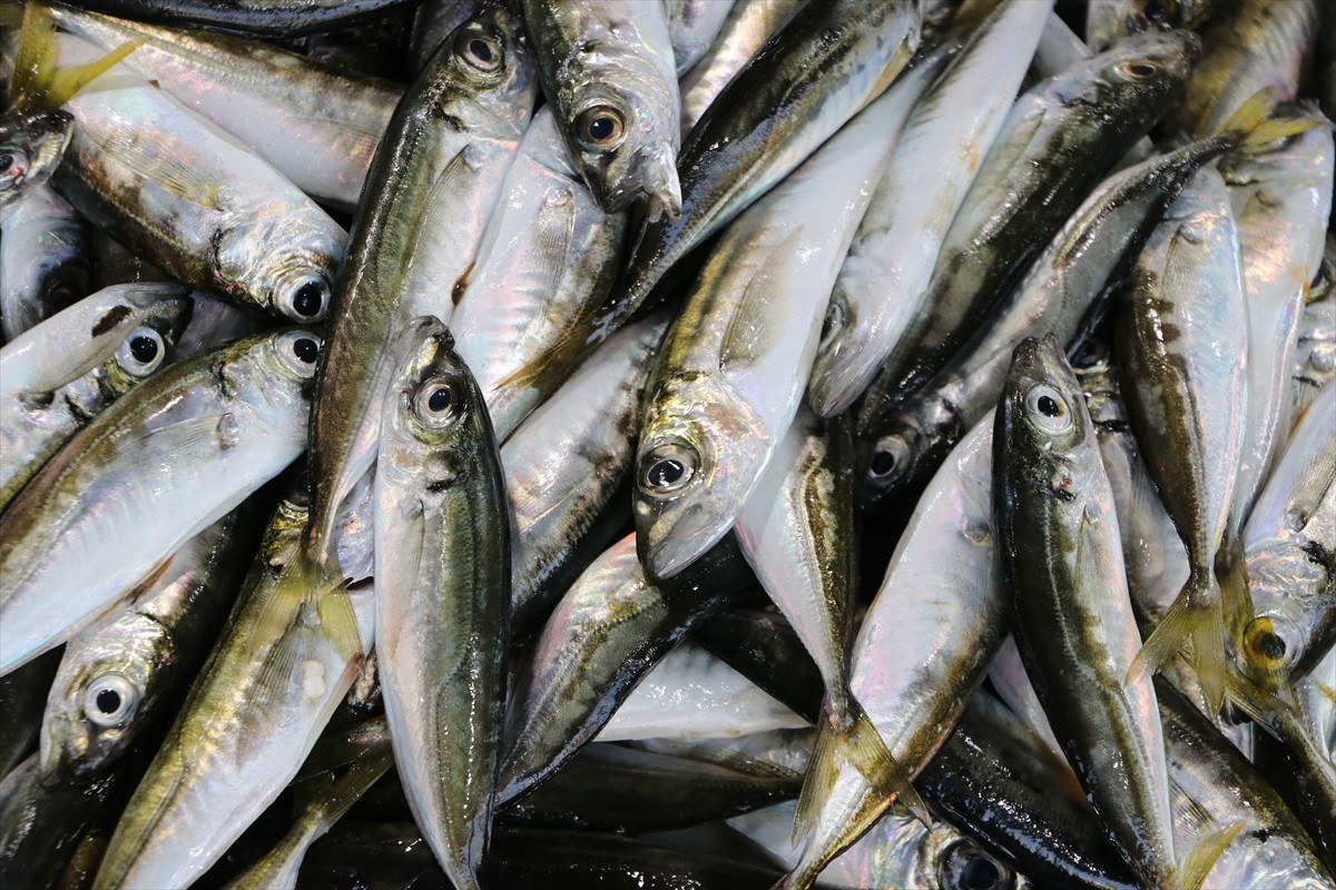 Marmara Denizi'ne açılan balıkçıların ağlarına takılan istavritler tezgahları süslüyor. Balıkçı...