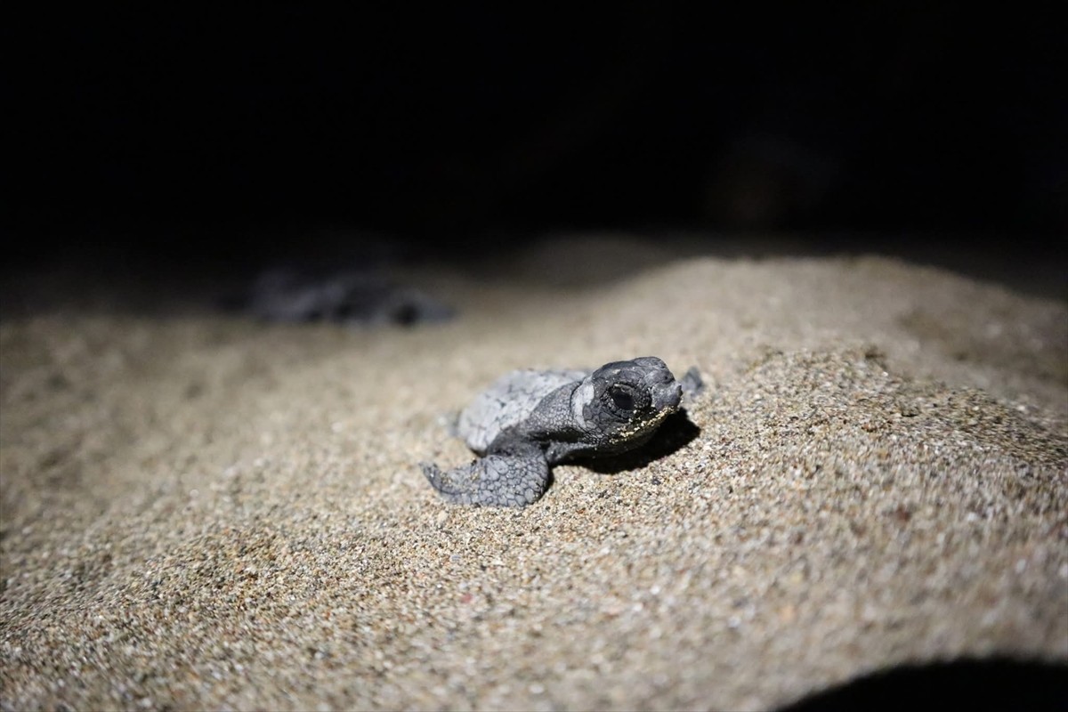 Muğla'nın Ortaca ilçesinde ayaklarından birisi olmadığı için yuvasını gönüllülerin kazdığı deniz...