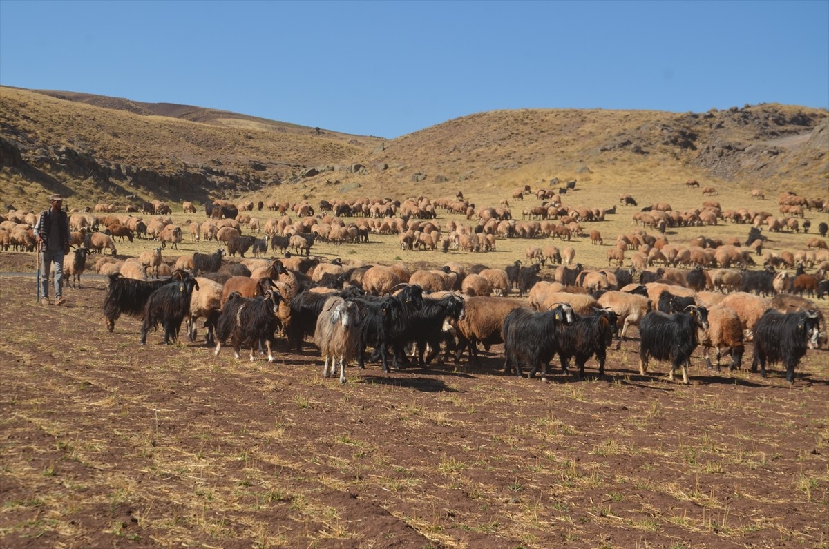 Muş'un Korkut ilçesinde kadınların meradaki süt sağım mesaisi devam ediyor. Yolgözler köyünde...