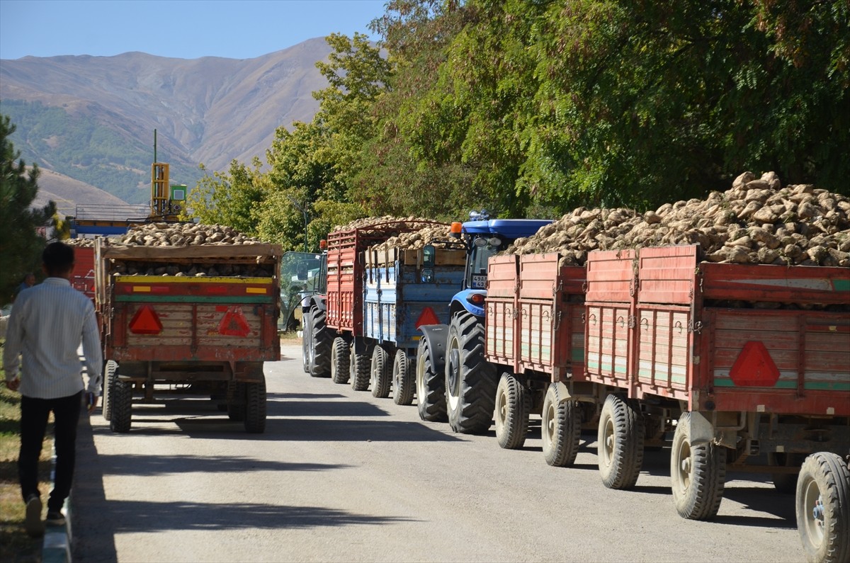 Muş Şeker Fabrikası'nda 44. dönem şeker pancarı alım kampanyası başladı.