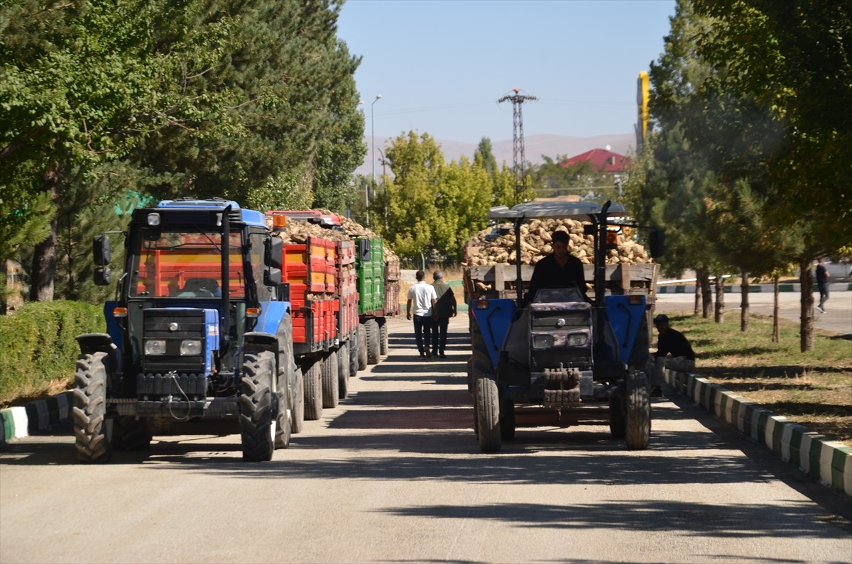 Muş Şeker Fabrikası'nda 44. dönem şeker pancarı alım kampanyası başladı.
