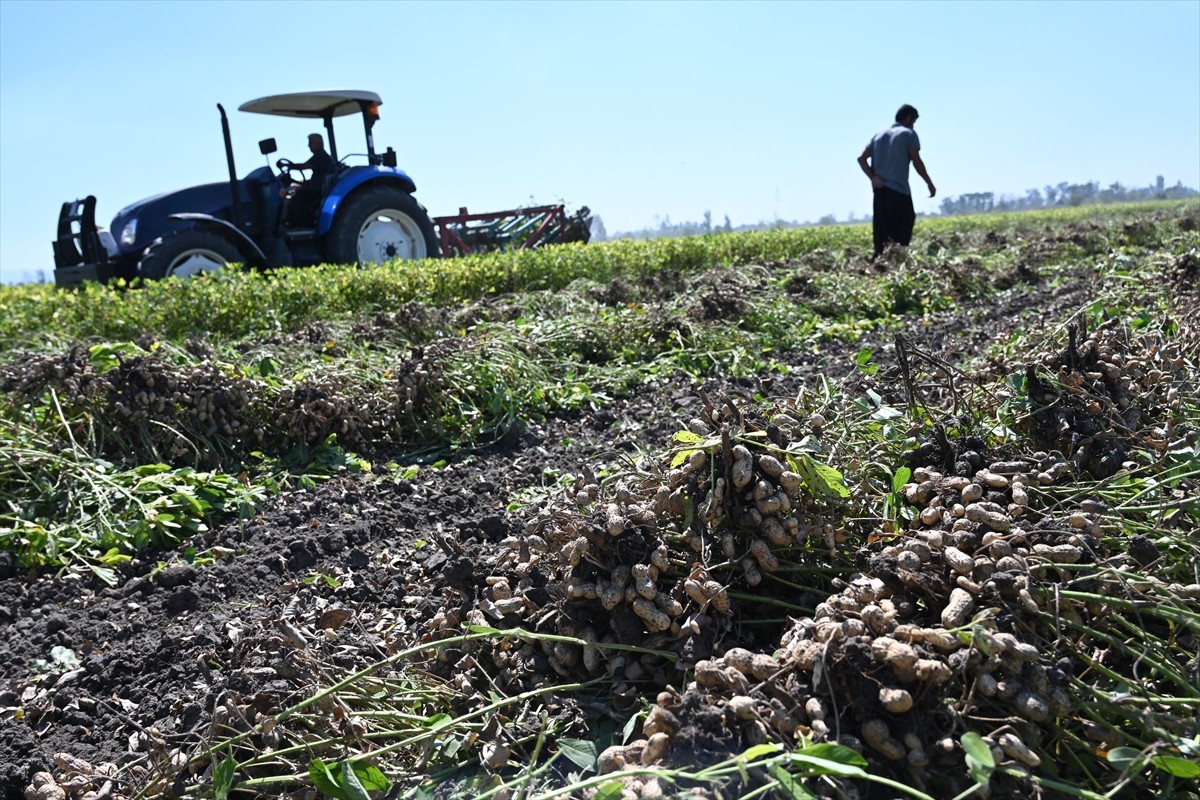 Osmaniye'de üretilen coğrafi işaret tescilli yer fıstığında hasat dönemi başladı.