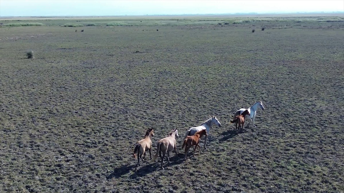 Samsun'da bulunan Kızılırmak Deltası Kuş Cenneti'nde yılkı atları, yaşamlarını özgürce...