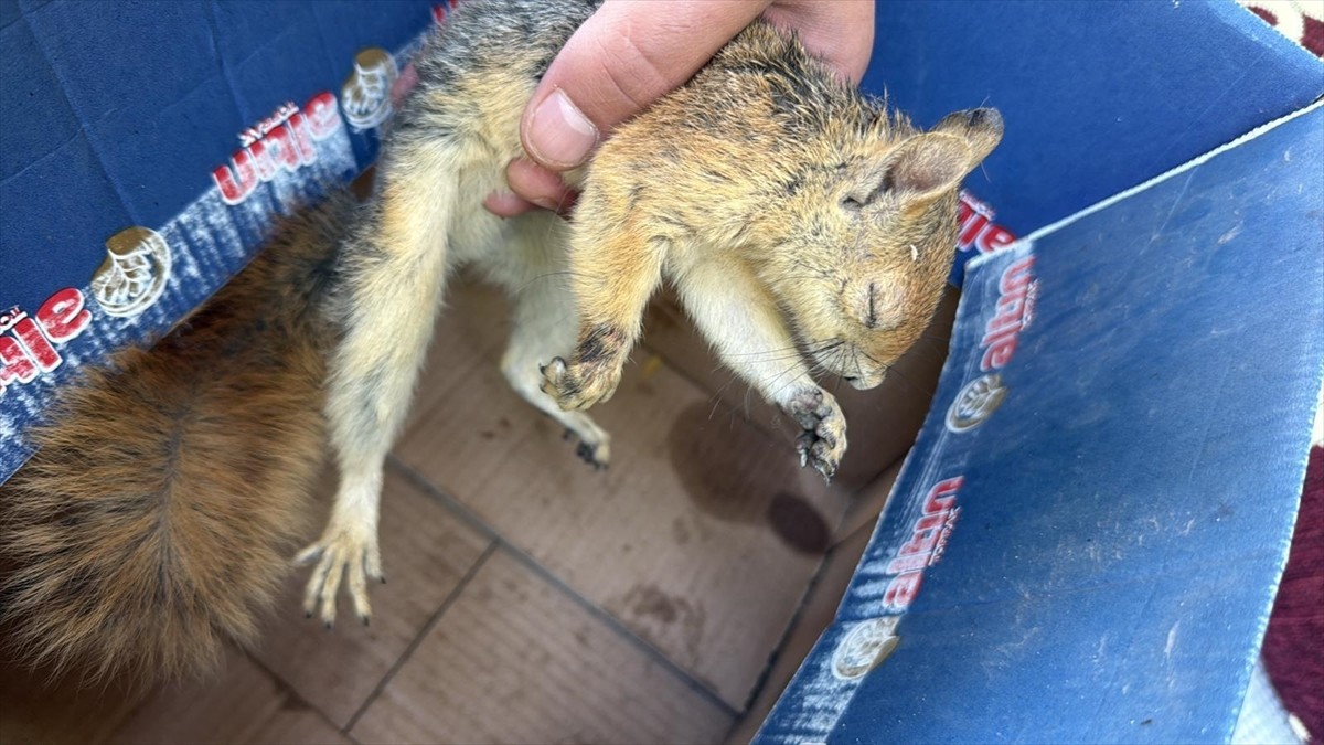 Şırnak'ta yaralı ve bitkin bulunan farklı türden 3 kuş ile sincap tedavilerinin ardından doğaya...