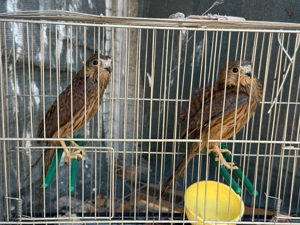 Şırnak'ta yaralı ve bitkin bulunan farklı türden 3 kuş ile sincap tedavilerinin ardından doğaya...