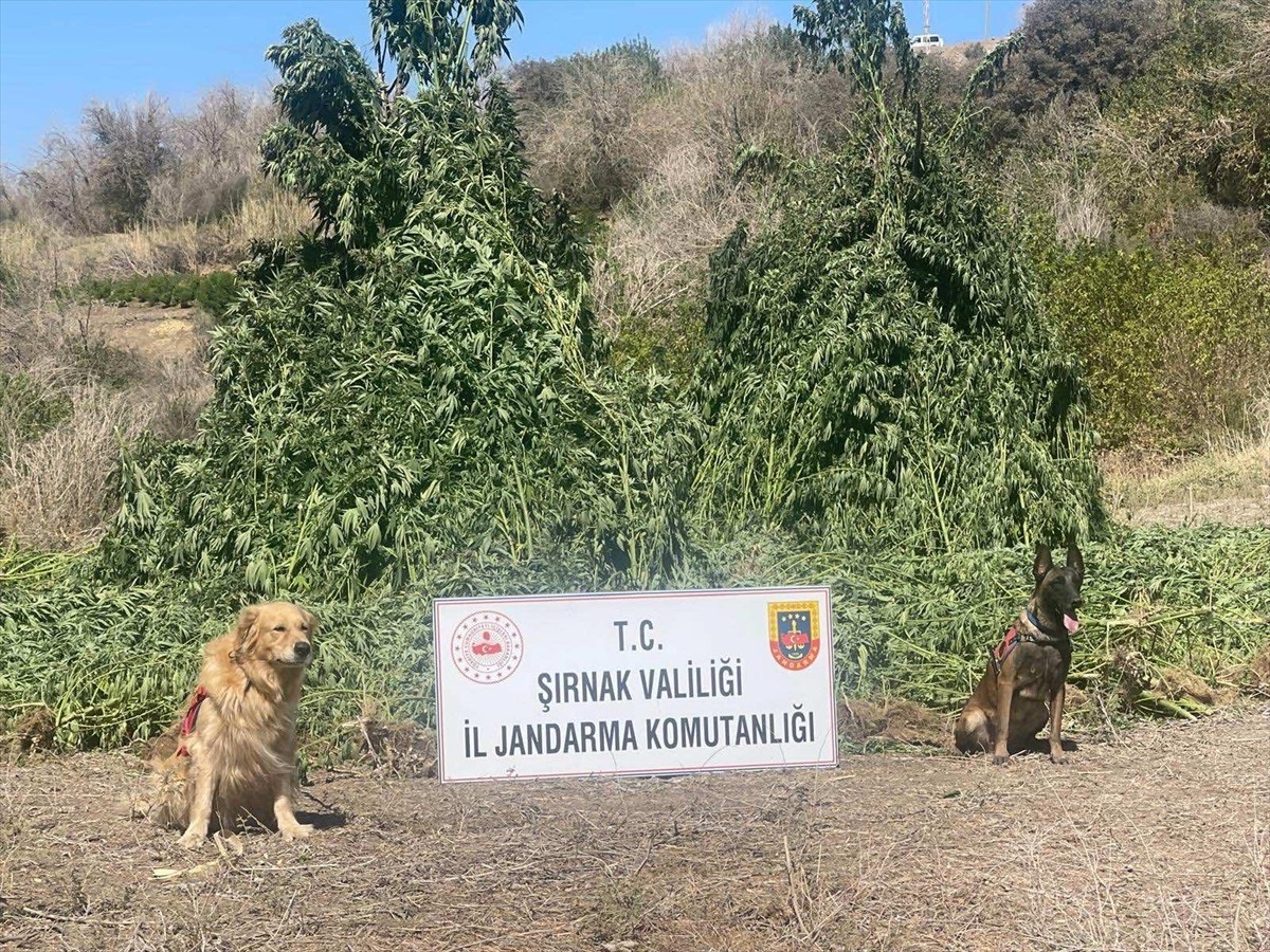 Şırnak’ın Cizre ilçesinde gerçekleştirilen uyuşturucu operasyonunda uyuşturucu ve silah ele...