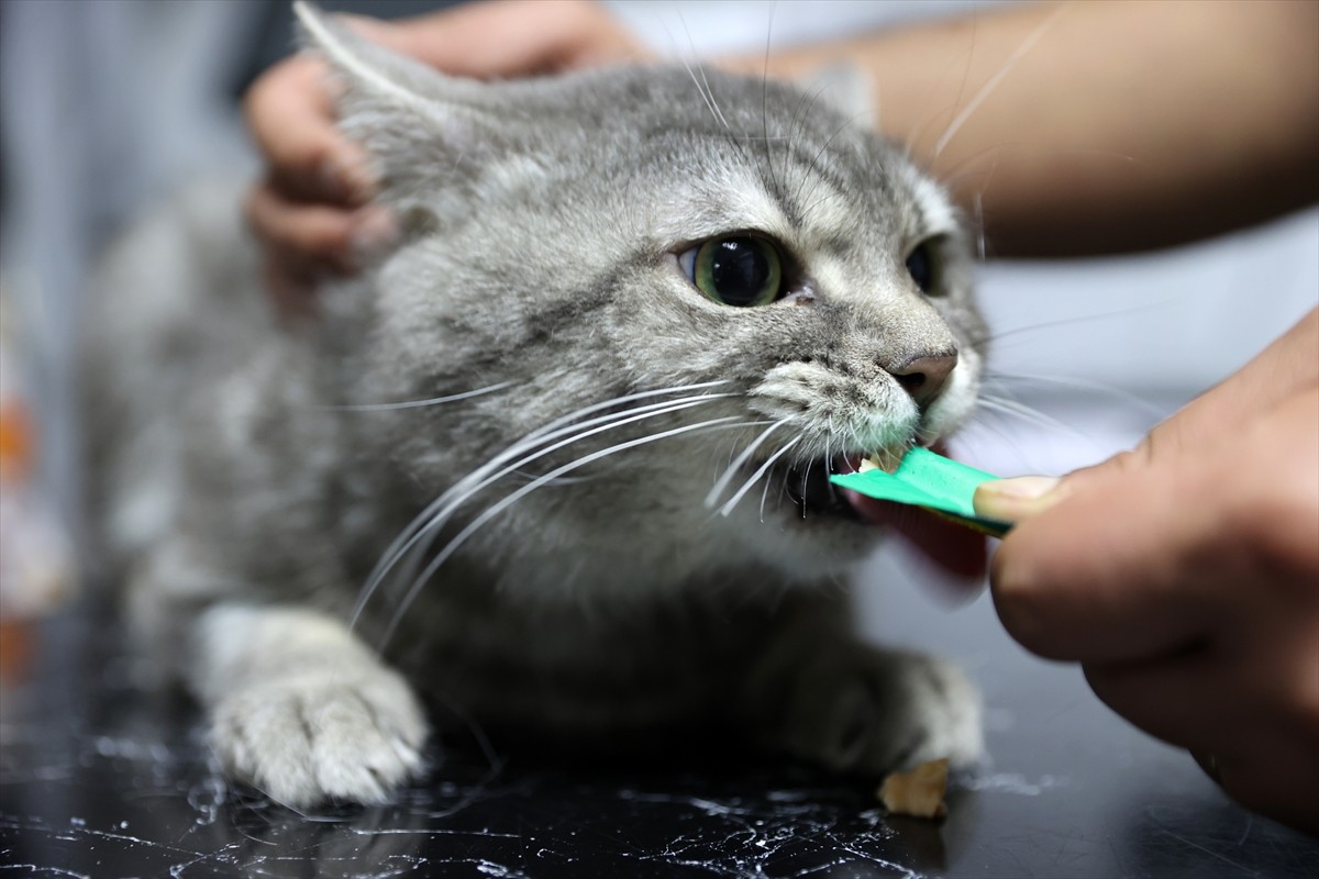 Sivas’ta yaklaşık 2 ay önce yediği bir gıdadan zehirlenen ve bir veteriner kliniği önünden...