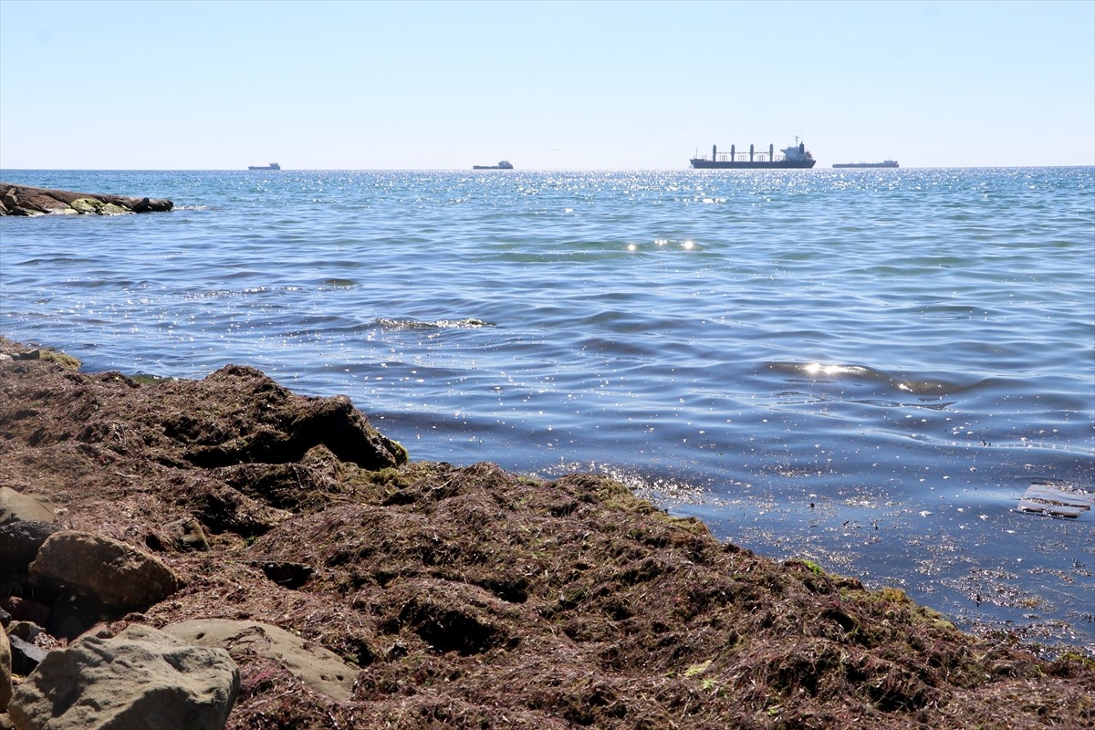 Tekirdağ'da kuvvetli rüzgar nedeniyle sahilin bir kısmında kırmızı yosun birikti.