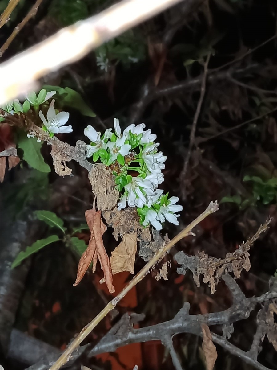 Tokat'ın Pazar ilçesinde kiraz ağaçları yeniden çiçek açtı.
