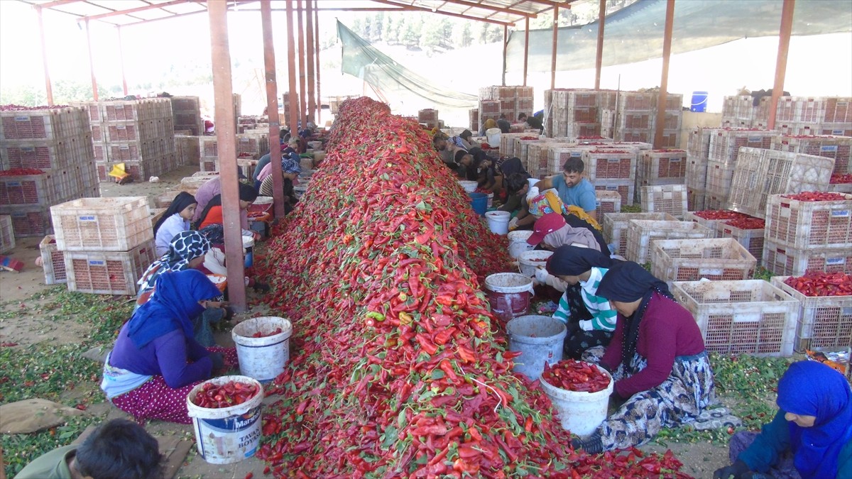 Türkiye'nin önemli sofralık kırmızı biber üretim merkezlerinden Gaziantep'in İslahiye ilçesinde...
