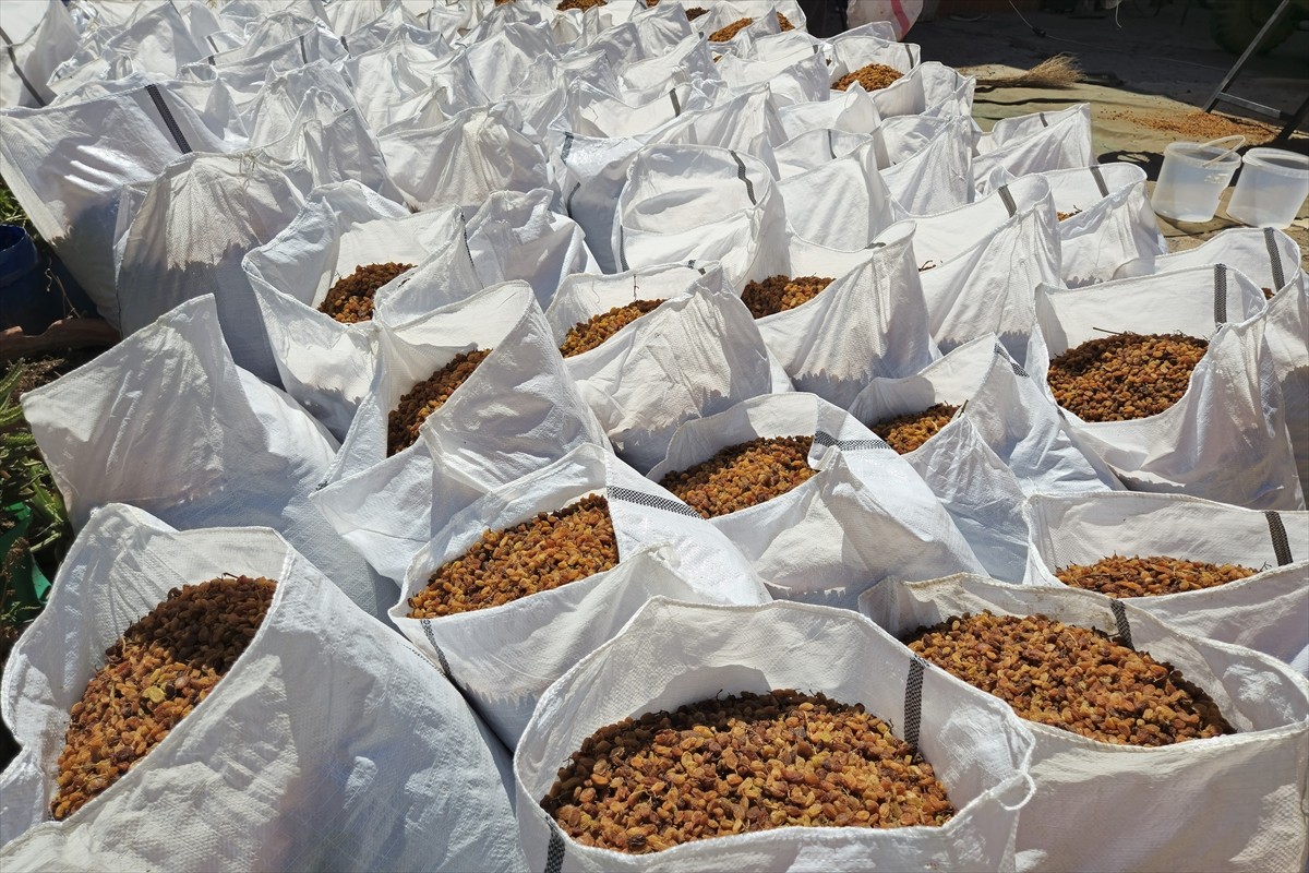 Türkiye, 2024-2025 sezonunda çekirdeksiz kuru üzüm ihracatında miktar bazında son 25 yılın en...