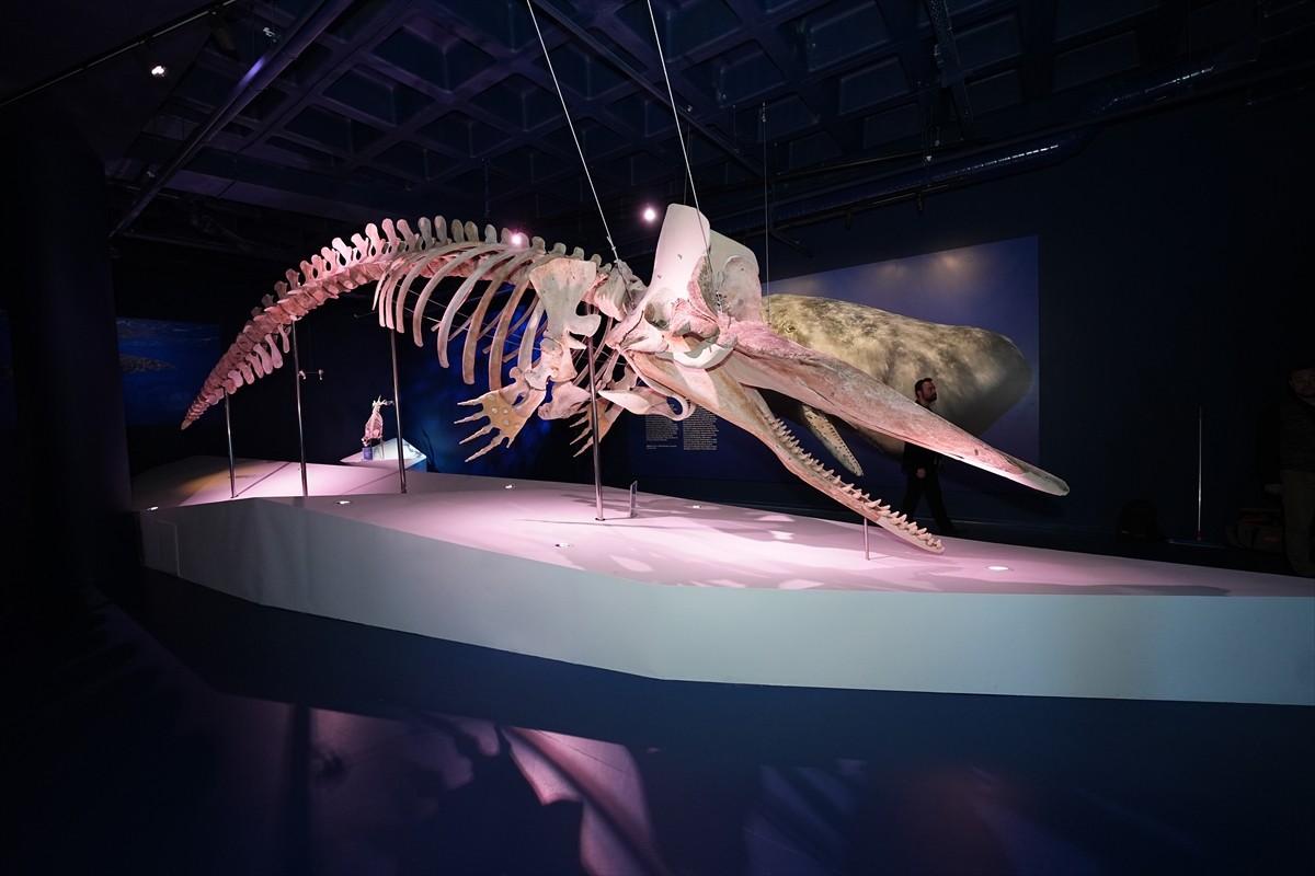 Türkiye kıyılarında Türkiye Deniz Araştırmaları Vakfı (TÜDAV) tarafından bulunarak, bugüne kadar...