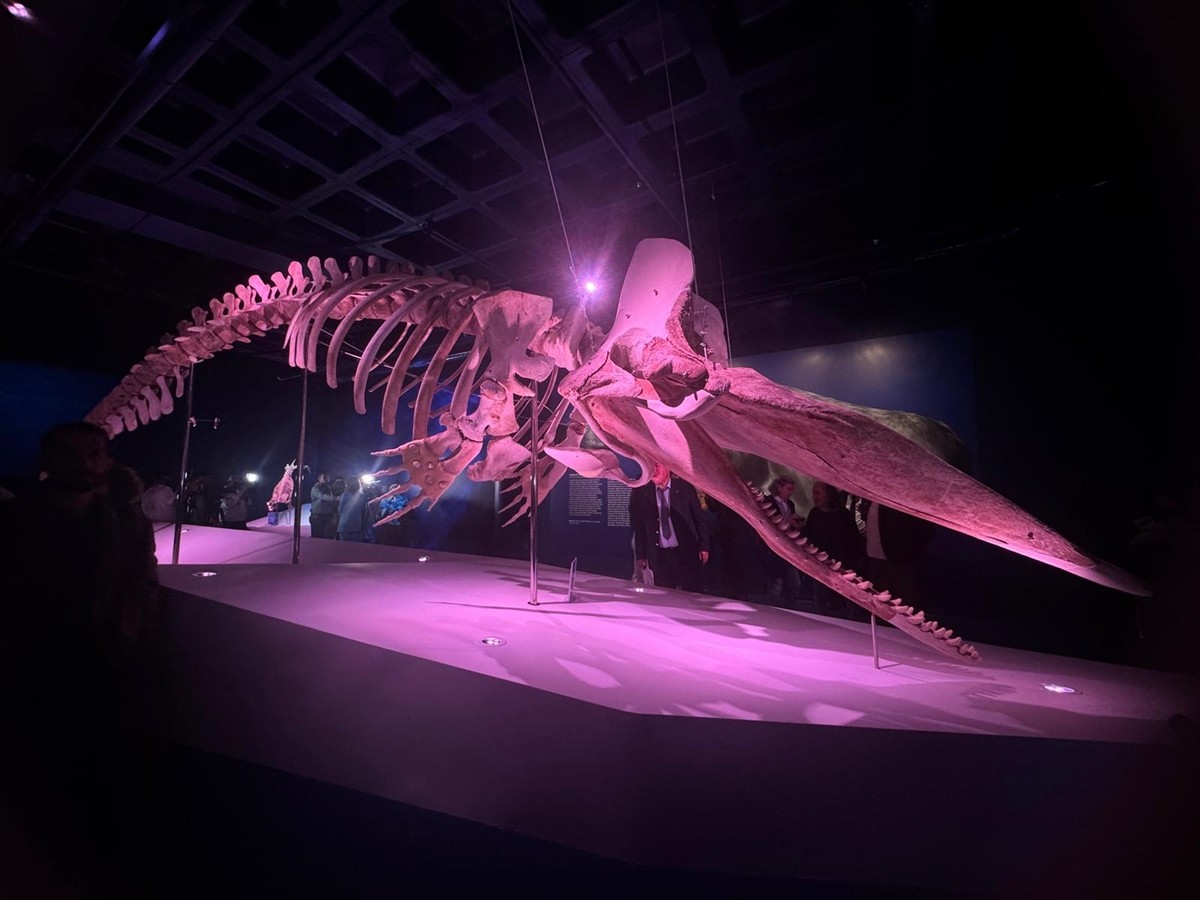 Türkiye kıyılarında Türkiye Deniz Araştırmaları Vakfı (TÜDAV) tarafından bulunarak, bugüne kadar...