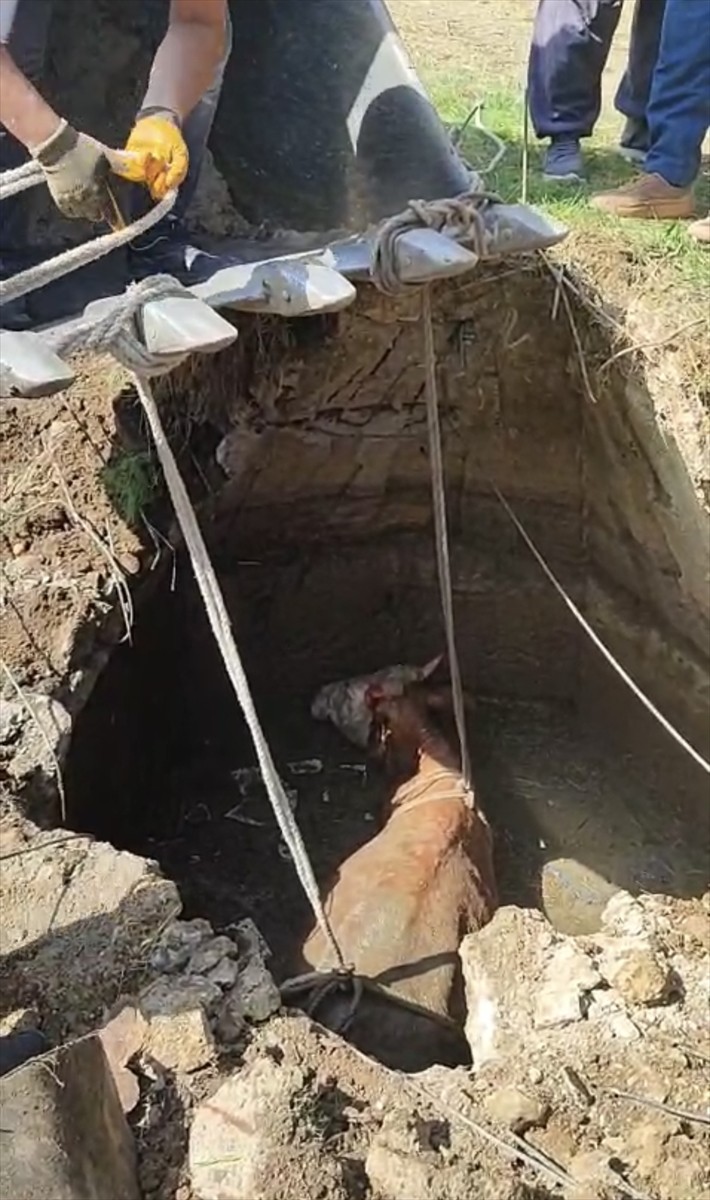 Yozgat'ın merkeze bağlı Türkmenaraplı köyünde su kuyusuna düşen inek, iş makinesi desteğiyle...