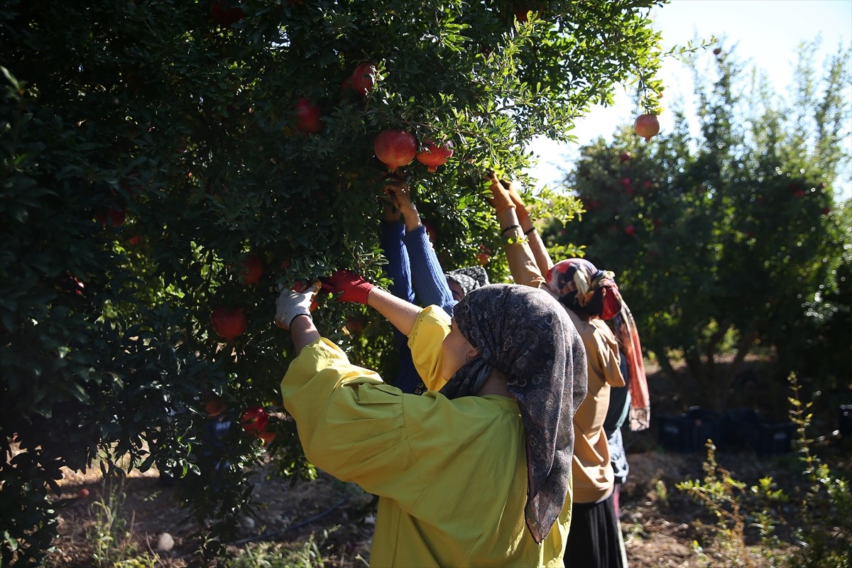 Adıyaman'da 19 bin 250 dekar alanda yetiştirilen narın hasadına başlandı.