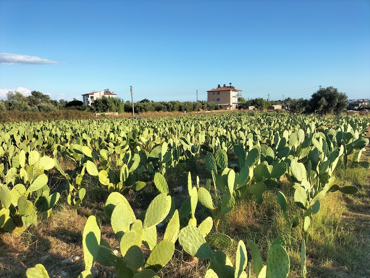 Antalya'nın Manavgat ilçesinde dikenli incir (Hint inciri) üretimine başlayan çiftçi, yurt içine...