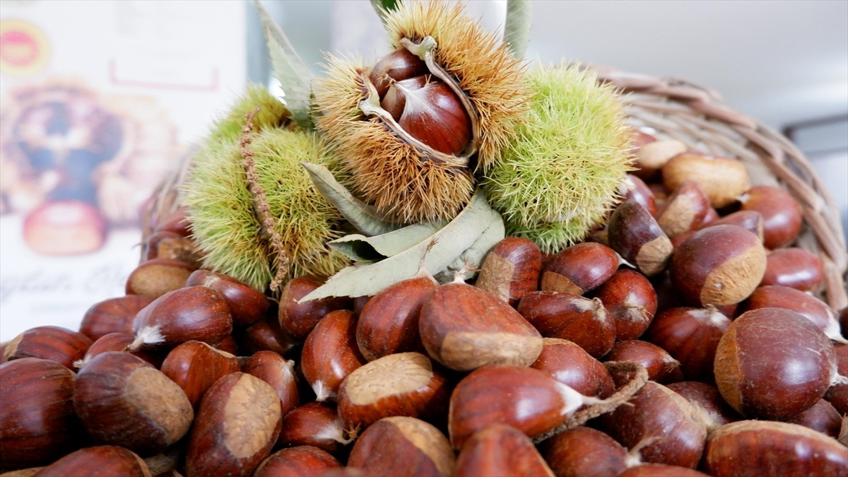 Aydın'da sezonun ilk kestaneleri sembolik olarak kilogramı 550 liradan satın alındı. Aydın Ticaret...